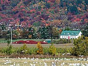 Autunno Canadese (14)